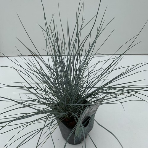 Festuca blu glauca - blu,